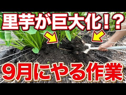 【簡単２ステップ】今すぐコレやるだけで里芋の大きさが変わってきます