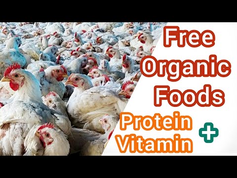 Ideas!!! 7 FREE FOODS for Backyard Chickens and Ducks in Urdu / Hindi English Subtitles