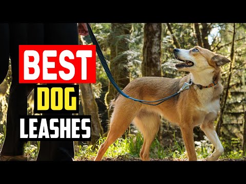 ✅Top 5 Best Dog Leashes in 2024