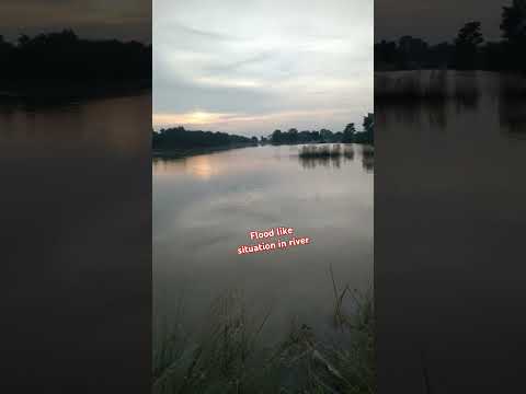 Flood like situation in ganga river#music #river #flood #gangariver #kosi baraj#Dam#Flood in Bihar