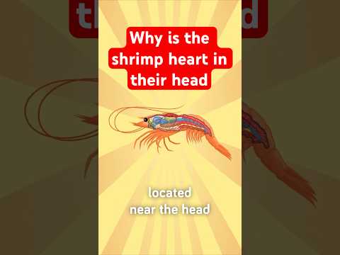 Shrimps Heart is in it's Head, Here's Why