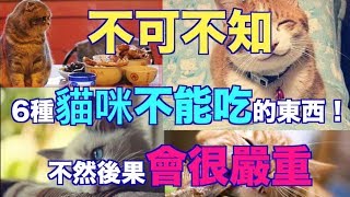 不可不知6種貓咪不能吃的東西！不然後果會很嚴重（語音文章）