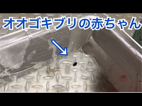 マダガスカルオオゴキブリのベビーが産まれた！