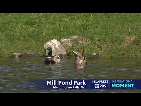 Milwaukee PBS Presents | Inspirational Moments | Mill Pond Park