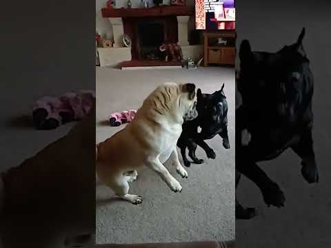 funniest catch fail, pugs slow mo catch. adorable #subscribe #funwithpets #petlover #pug #adorable