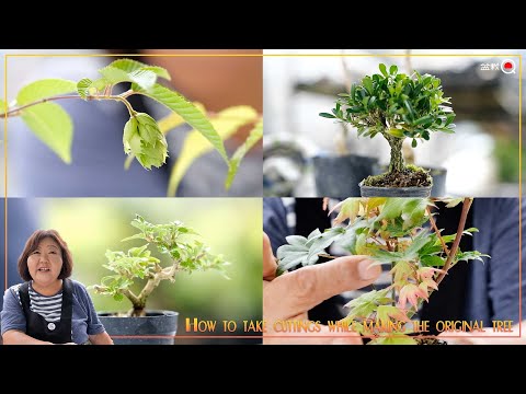 [Mame Bonsai] How to cut while making a parent tree [Bonsai Q]