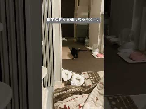 お気に入りのおもちゃを取りに行くちょこちゃん…恐ろしく早い移動…！ #ねこ動画 #cat #保護猫 #保護猫との暮らし #ねこのいる暮らし