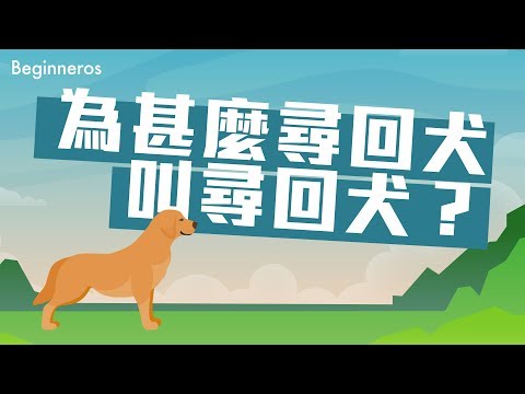 【冷知識】為甚麼尋回犬叫尋回犬？牠們又有甚麼特別？｜Beginneros