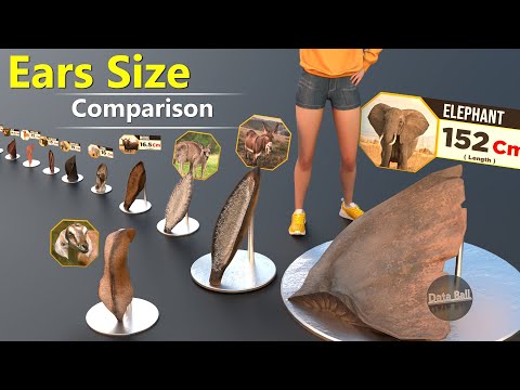 Animal ear size Comparison  | smallest ear to larges ears