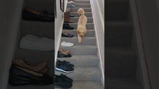 down the stairs #dog #fluffypuppies #cute  #cockapoopuppy #pet #maxthedog #adorabledog