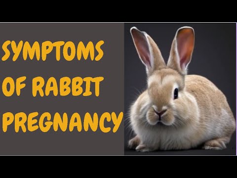 Symptoms Of Rabbit Pregnancy