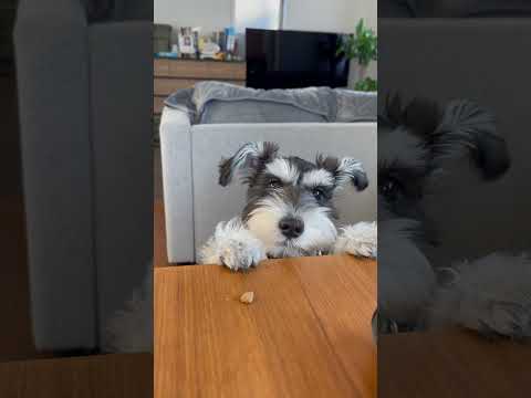 ちょっとイタズラしてみた #ペット動画 #犬のいる暮らし #ミニチュアシュナウザー