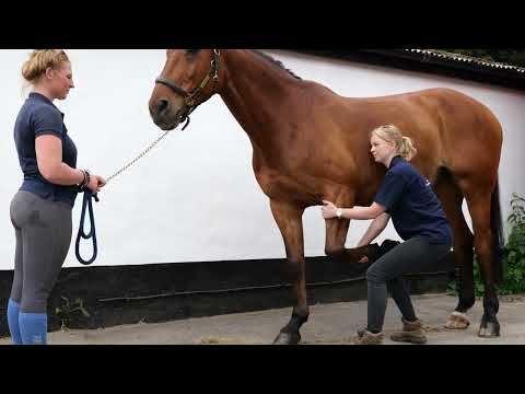 Horse Exercises | Forelimb Retraction Stretch