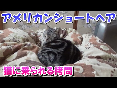 寝てたら猫に乗られる拷問（アメリカンショートヘア）