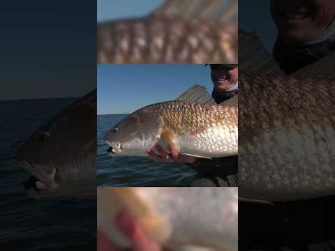 Gorgeous Redfish caught #onthefly #flyfishing #flyfishinglife