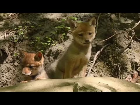 巨熊蛮横抢夺狼群的猎物，狼群能守住猎物吗？