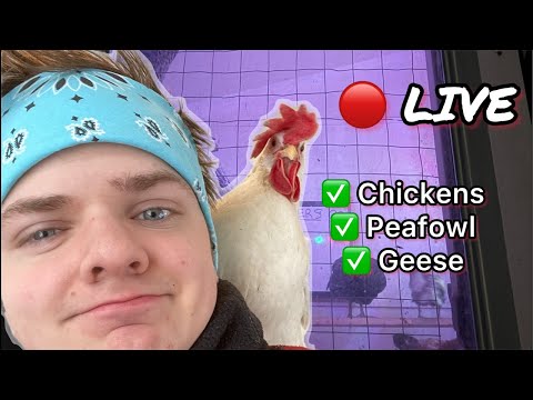 🔴Saturday morning LIVE at the coop with Joseph's and birds! 🐔