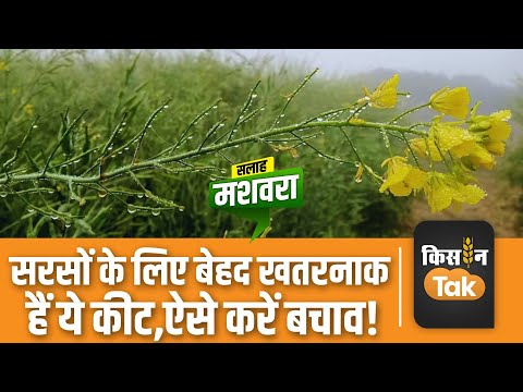 Mustard Crop: इन कीटों से सरसों की फसल को बचाने के लिए किसान अपनाएं ये Tips #mustardfarming #news