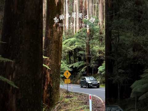 #澳洲 🇦🇺墨爾本 最美公路Black Spur Drive帶你走進黑森林魔法世界🪄#墨爾本 #墨爾本旅遊 #墨爾本公路 #墨爾本景點#澳洲景點 #Melbourne #Australia