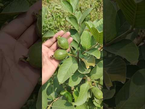 Hybrid Guava Plant | #guava #garden #grafting #amarood #guavatree #viralshort #trending