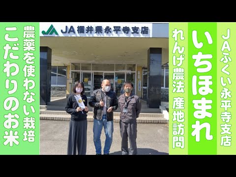 ＪＡふくい永平寺支店へ突撃訪問！　めっちゃ美味しい無農薬のお米　永平寺れんげ栽培米いちほまれ（栽培期間中農薬、化学肥料不使用）