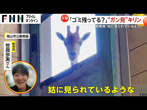 「姑に見られているよう」飼育員をガン見するキリン…掃除の様子をじーっと　福山市立動物園