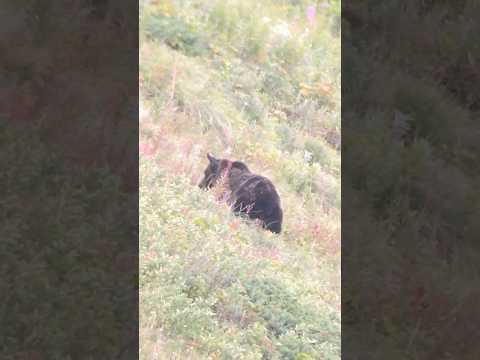 Grizzly feeding on moths in Glacier National Park! #grizzlybears #bear #bearwatching #bear