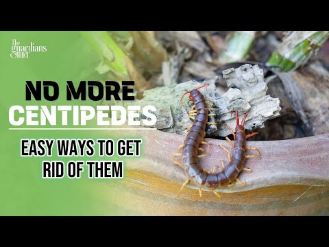 The Ultimate Guide: How to Get Rid of Centipedes Quickly and Safely