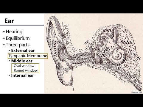 LO8 Ear Overview