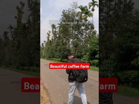 Coffee farm in Coorg dist. Full video on my channel. #shorts #farming #trendingshorts #trending