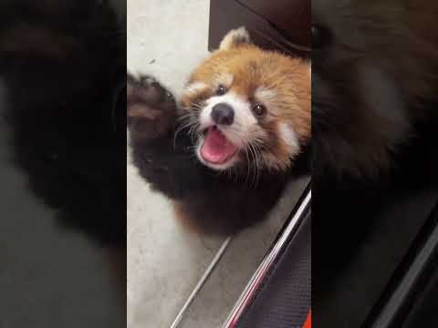 The cub red panda is both playful and naive