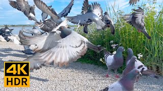 Cat TV for cats to watch🐱🐦Beautiful garden birds and pigeons 📺 8 hours(4K HDR)