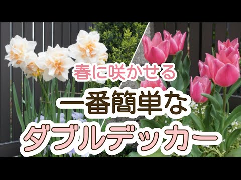 【開花まで一気に紹介🌷】秋冬に植える一番簡単なダブルデッカーと春を彩る球根