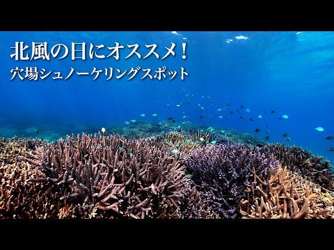 絶景珊瑚！冬の北風の日のシュノーケリングにお勧めな沖縄本島の穴場ビーチ（本部町山川港垣ノ内ビーチ）