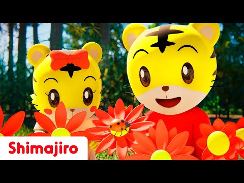 Colours Adventure! 💙🌲🌹🌈✨  | Learn colours with Shimajiro | Kids Songs & Nursery Rhymes