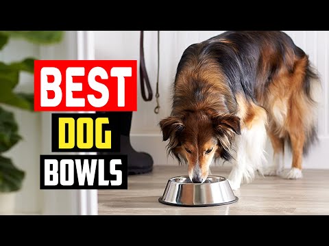 ✅ Top 5 Best Stainless Steel Dog Bowls in 2023