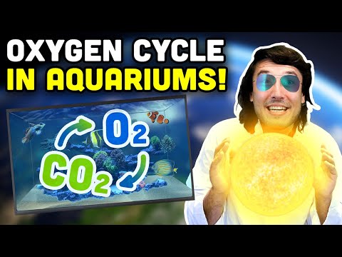 The Oxygen Revolution in Your Tank!