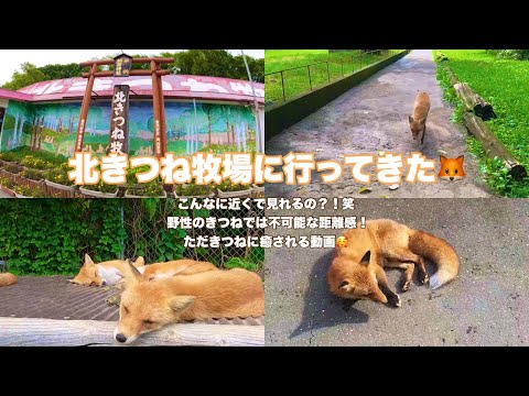 癒されたい方必見！！北きつね牧場で癒されてきた🦊❤️✨