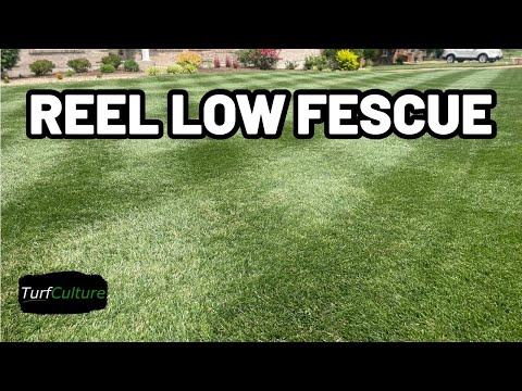 Bonfire Tall Fescue - How I TRANSFORMED My Lawn To Short Cut Grass