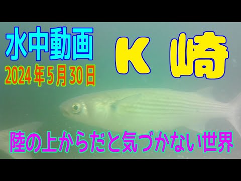 水中動画（2024年5月30日）in　K崎