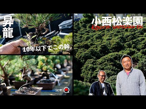 Kuromatsu “Shoryu” is amazing! Konishi Matsurien [Bonsai Q] producing Goyomatsu