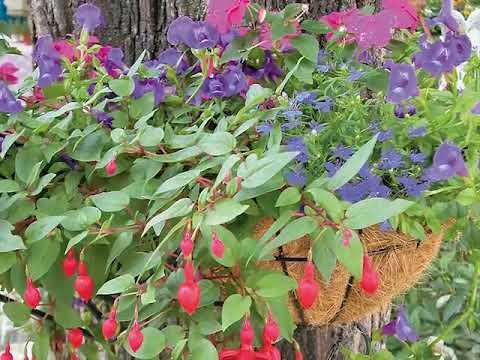 Get to Know Wishbone Flower/Torenia - Part Sun-Loving Plants