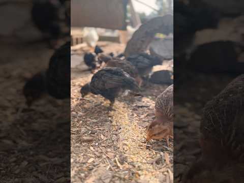 Wyandotte, Black Copper Maran, & Blue Ameraucana chicks 🐥 #shorts #homestead #babychickens #chicks