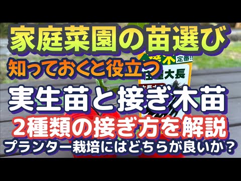 【知っておくと役立つ！実生苗と接ぎ木苗】ホームセンターや園芸店などで買う野菜の苗、どちらを選ぶ？