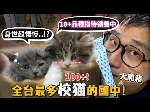 全台最多校貓的國中100+大開箱!10隻以上品種貓等待領養!品種貓有時身世比米克斯淒慘?【許伯簡芝】【公益】