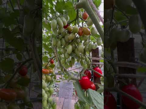 mighty sweet tomato 一棵西红柿结多少？