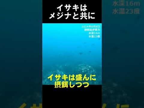 群れコラボ　イサキとメジナ　#水中映像 #群れ #イサキ #メジナ @aquaticpro