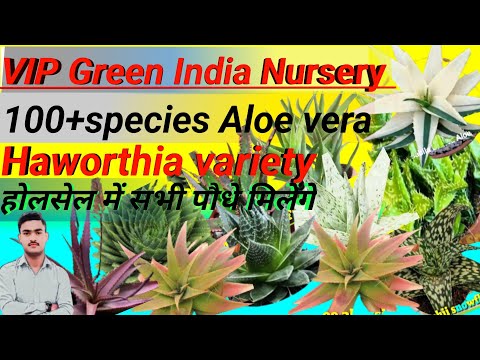 100+Species Aloe Vera Variety and Haworthia Variety थोक रेट में 30%of indoor plant variety 🌵🌱🪴☘️🌲🌹🙏