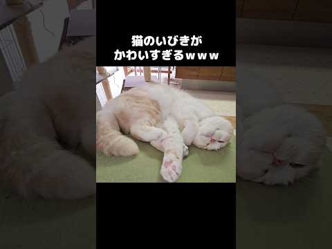 世界一可愛い猫のいびきがこちらです...笑#shots