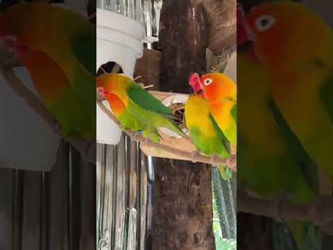 A little cute parrots 🥰🦜 ,Smart lovebirds parrots #lovebird #birds #lovebirdlife #shorts